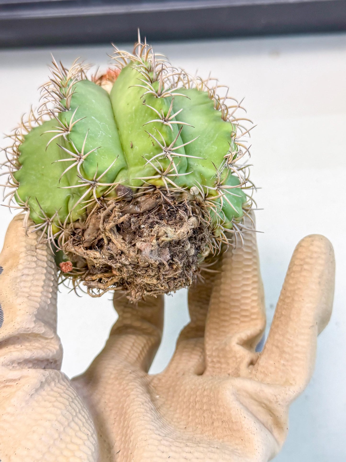 Cereus Geometrizans Matanzanus (g) | House Plant