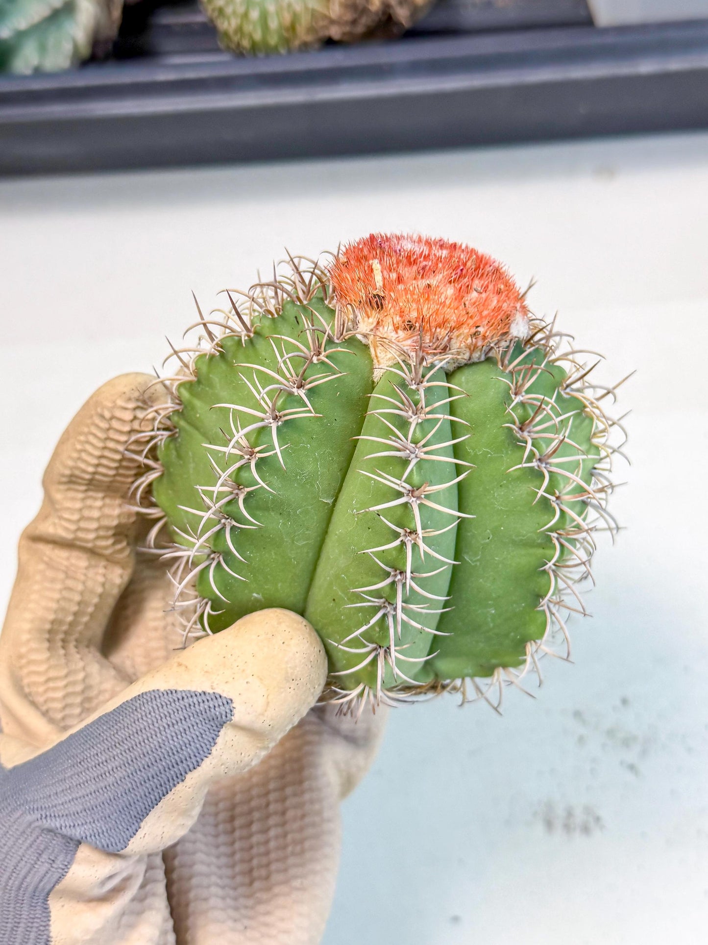 Cereus Geometrizans Matanzanus (g) | House Plant