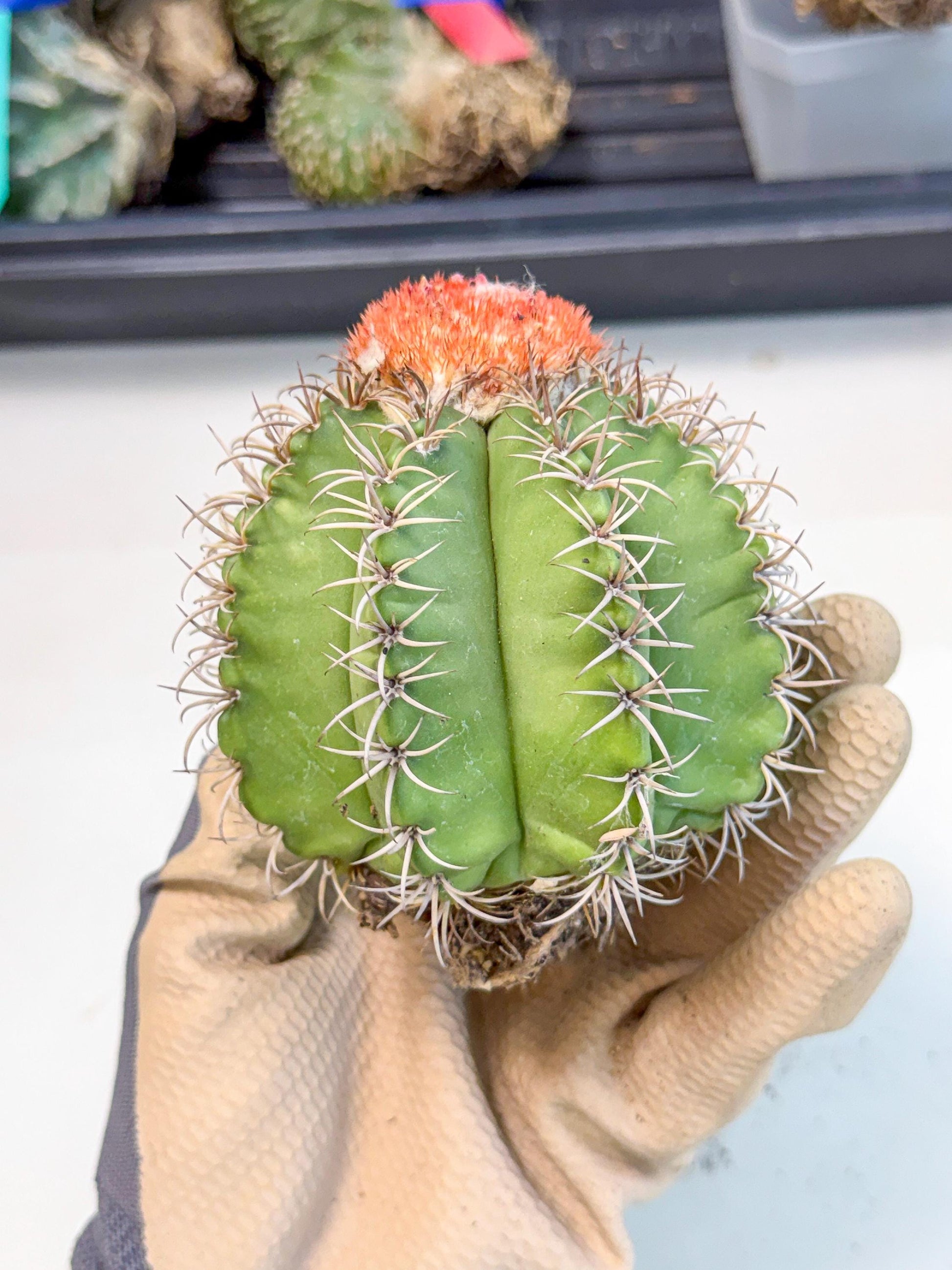 Cereus Geometrizans Matanzanus (g) | House Plant