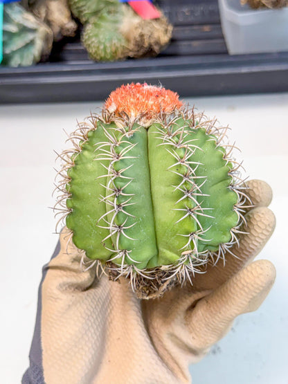 Cereus Geometrizans Matanzanus (g) | House Plant
