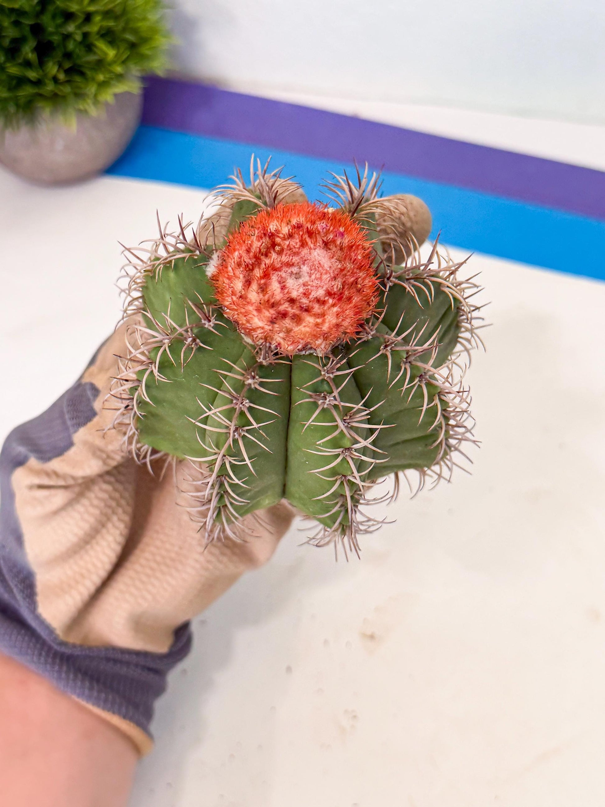 Cereus Geometrizans Matanzanus (g) | House Plant