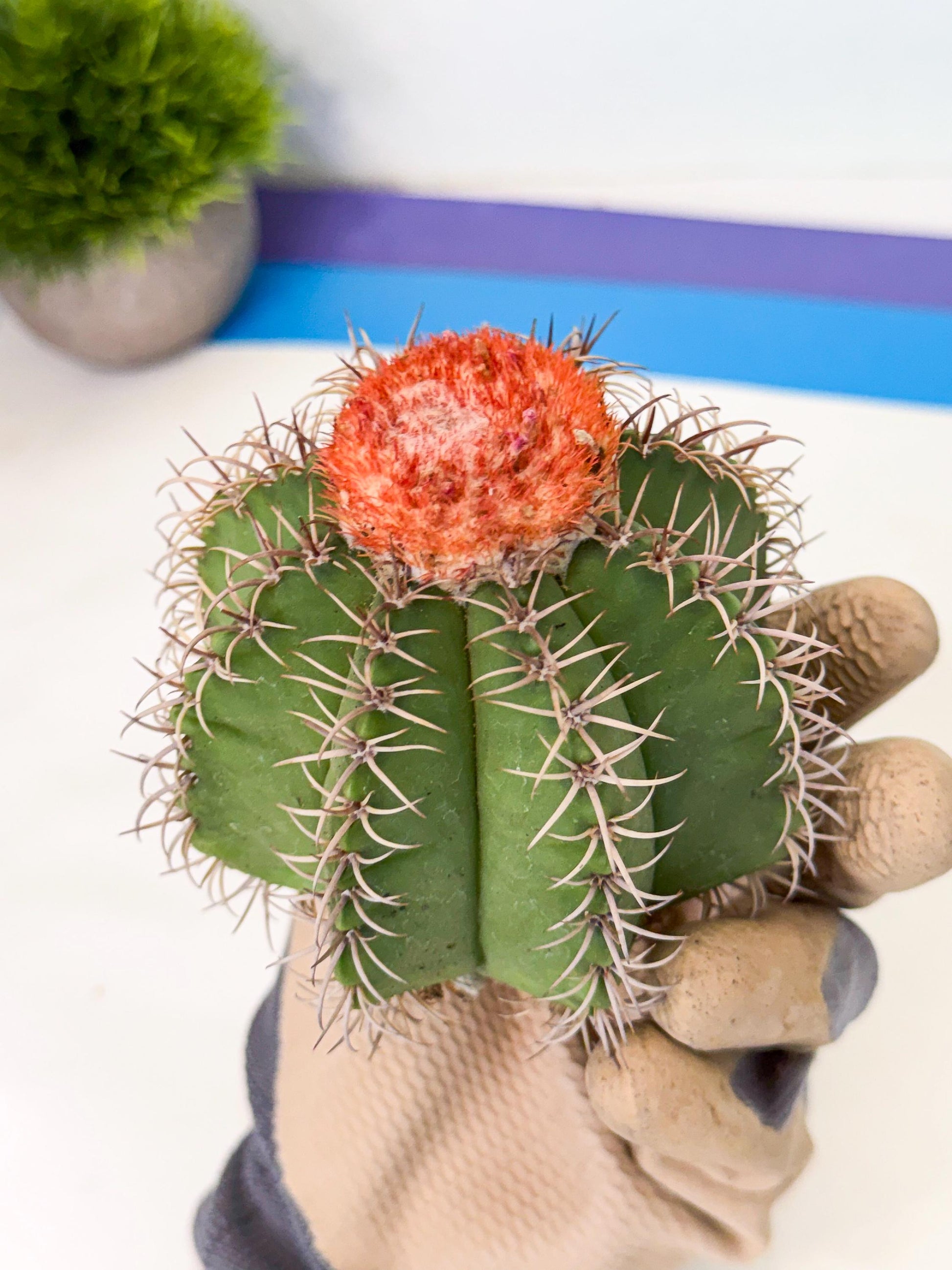 Cereus Geometrizans Matanzanus (g) | House Plant