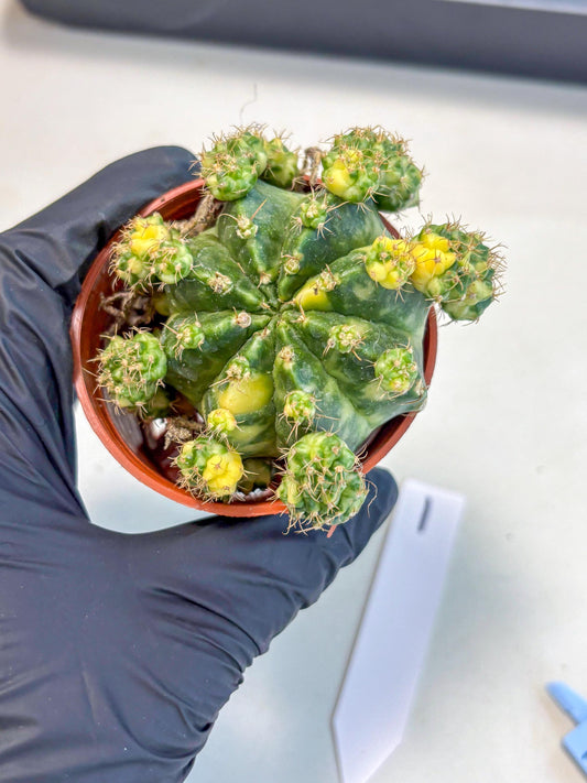 Gymnocalycium Mihanovichii (1) | De-Grafted