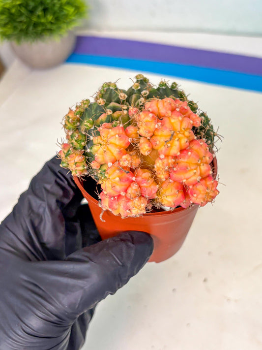 Gymnocalycium Mihanovichii (2) | De-Grafted
