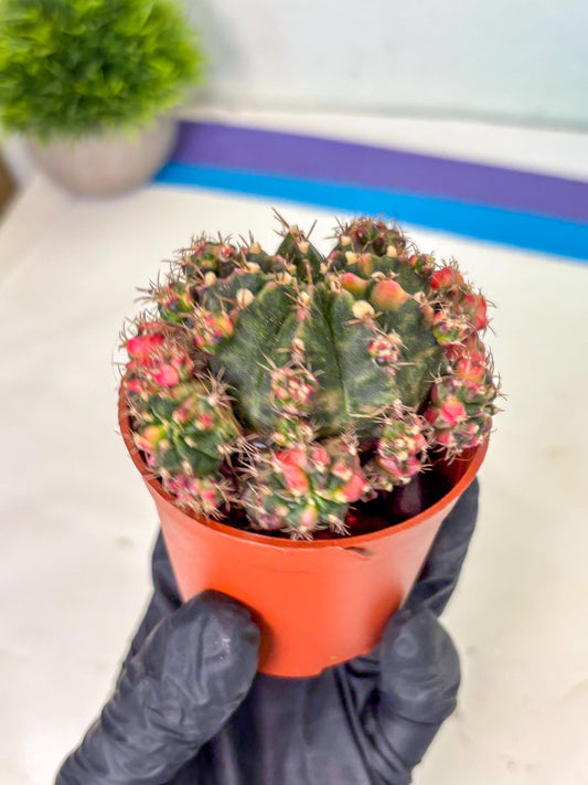 Gymnocalycium Mihanovichii (3) | De-Grafted
