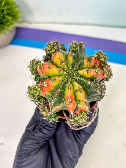Gymnocalycium Mihanovichii (4) | De-Grafted