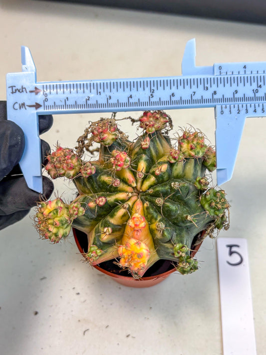 Gymnocalycium Mihanovichii (5) | De-Grafted