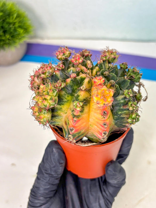 Gymnocalycium Mihanovichii (5) | De-Grafted