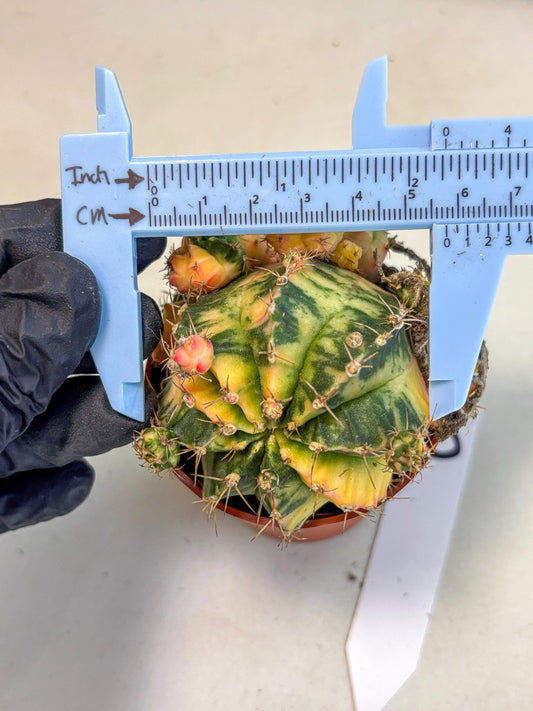 Gymnocalycium Mihanovichii (6) | De-Grafted