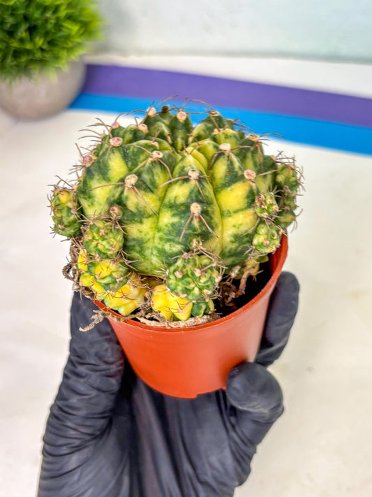 Gymnocalycium Mihanovichii (b) (2) | De-Grafted Plant