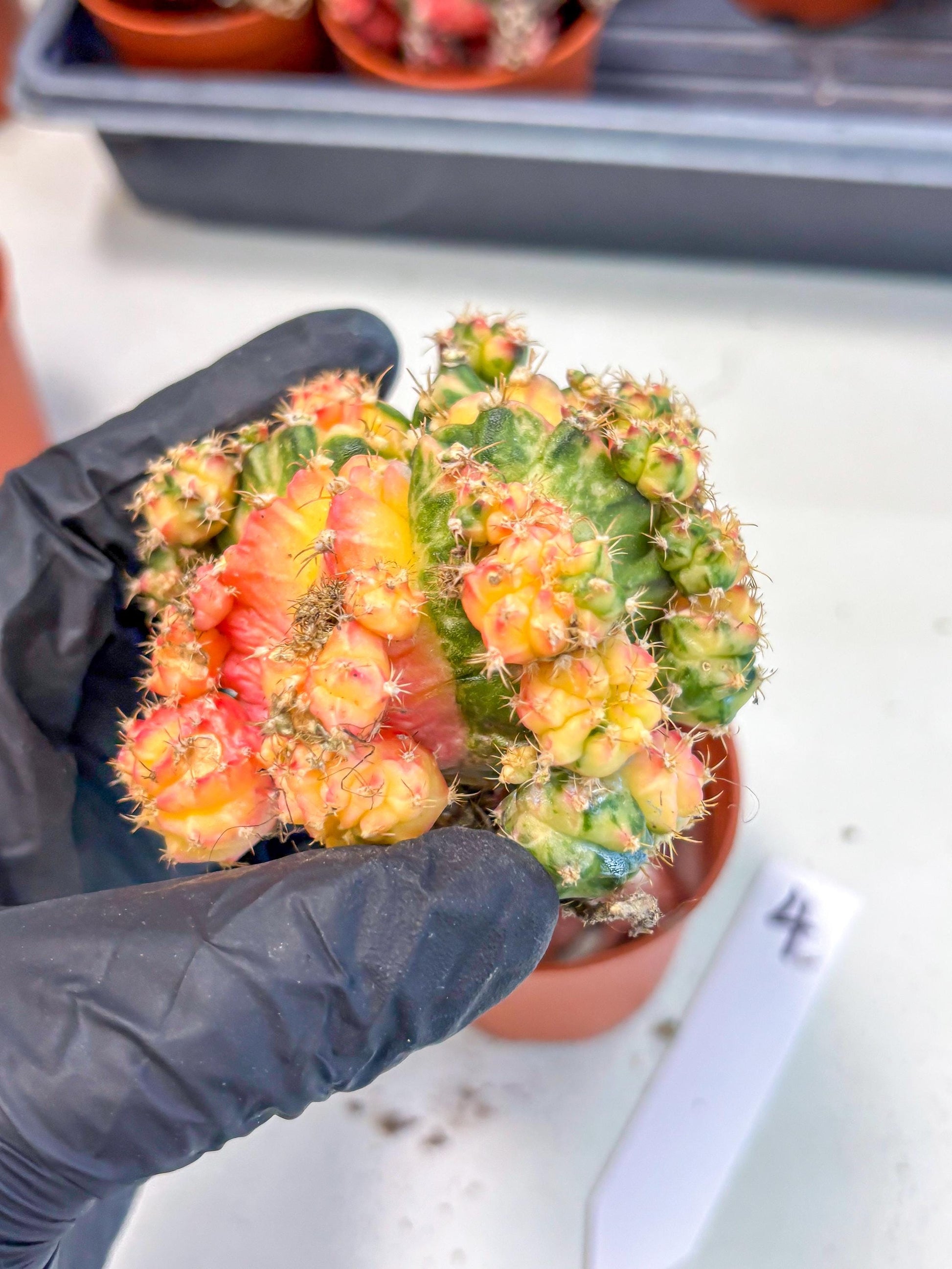 Gymnocalycium Mihanovichii (y) (o4) | De-Grafted Plant
