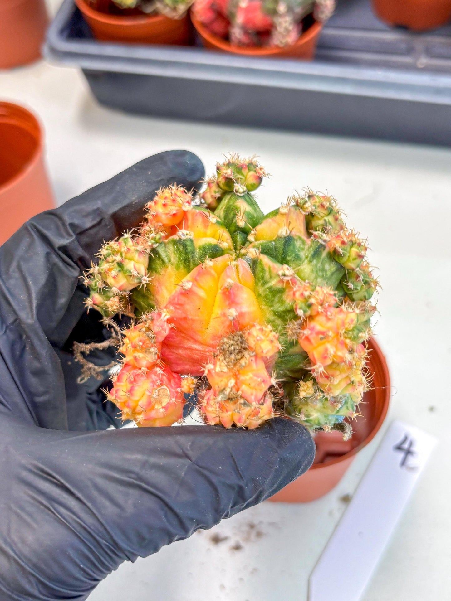 Gymnocalycium Mihanovichii (y) (o4) | De-Grafted Plant