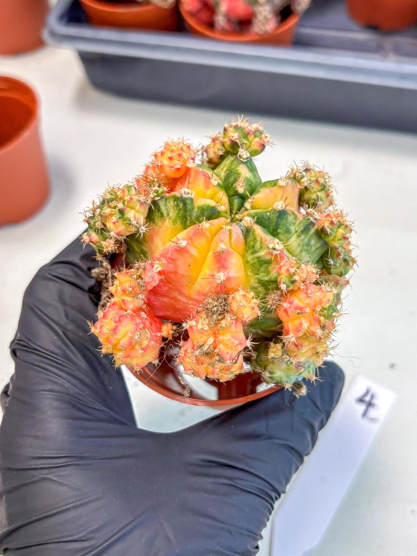 Gymnocalycium Mihanovichii (y) (o4) | De-Grafted Plant