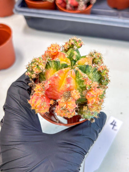 Gymnocalycium Mihanovichii (y) (o4) | De-Grafted Plant