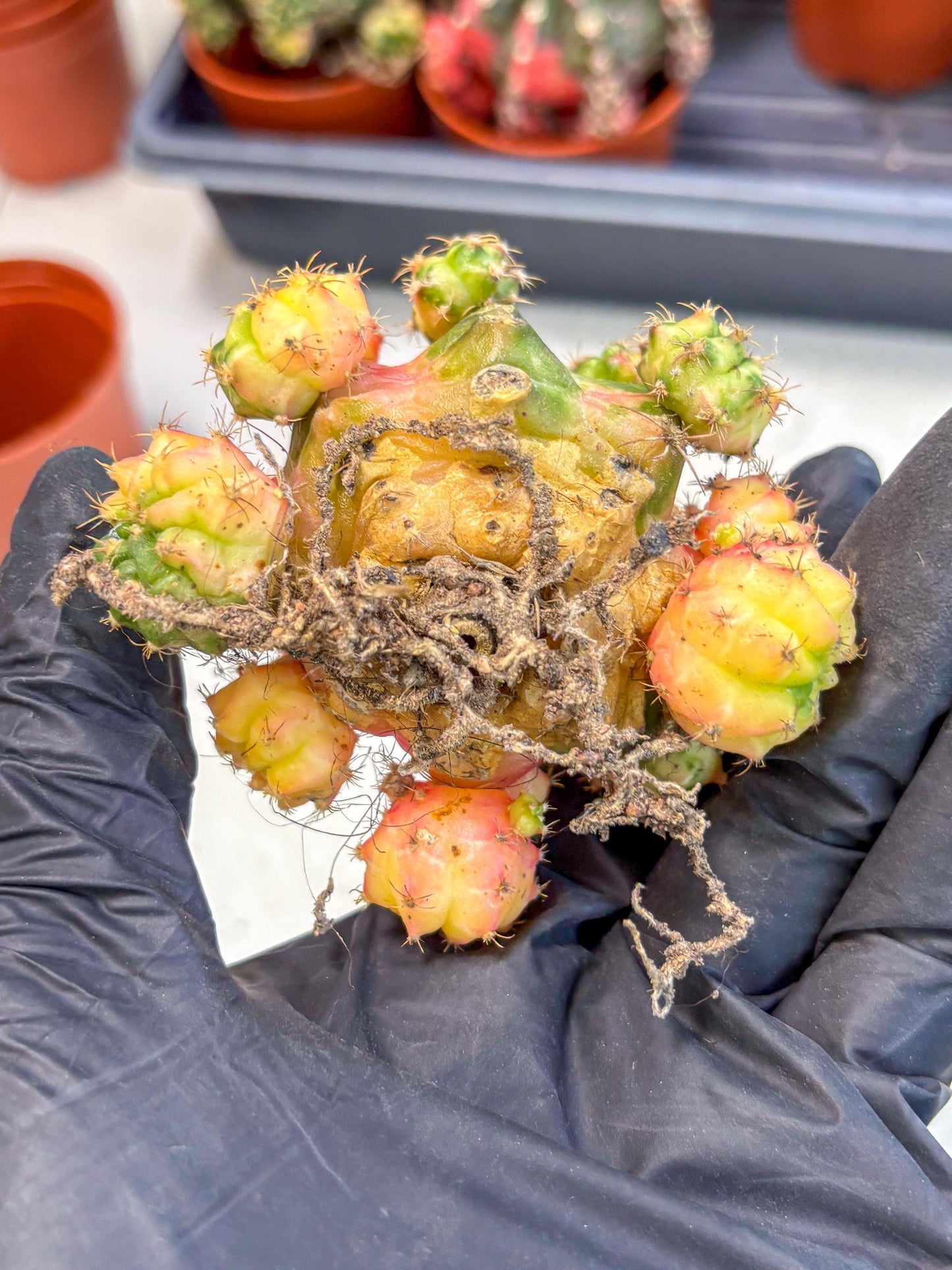 Gymnocalycium Mihanovichii (y) (o4) | De-Grafted Plant