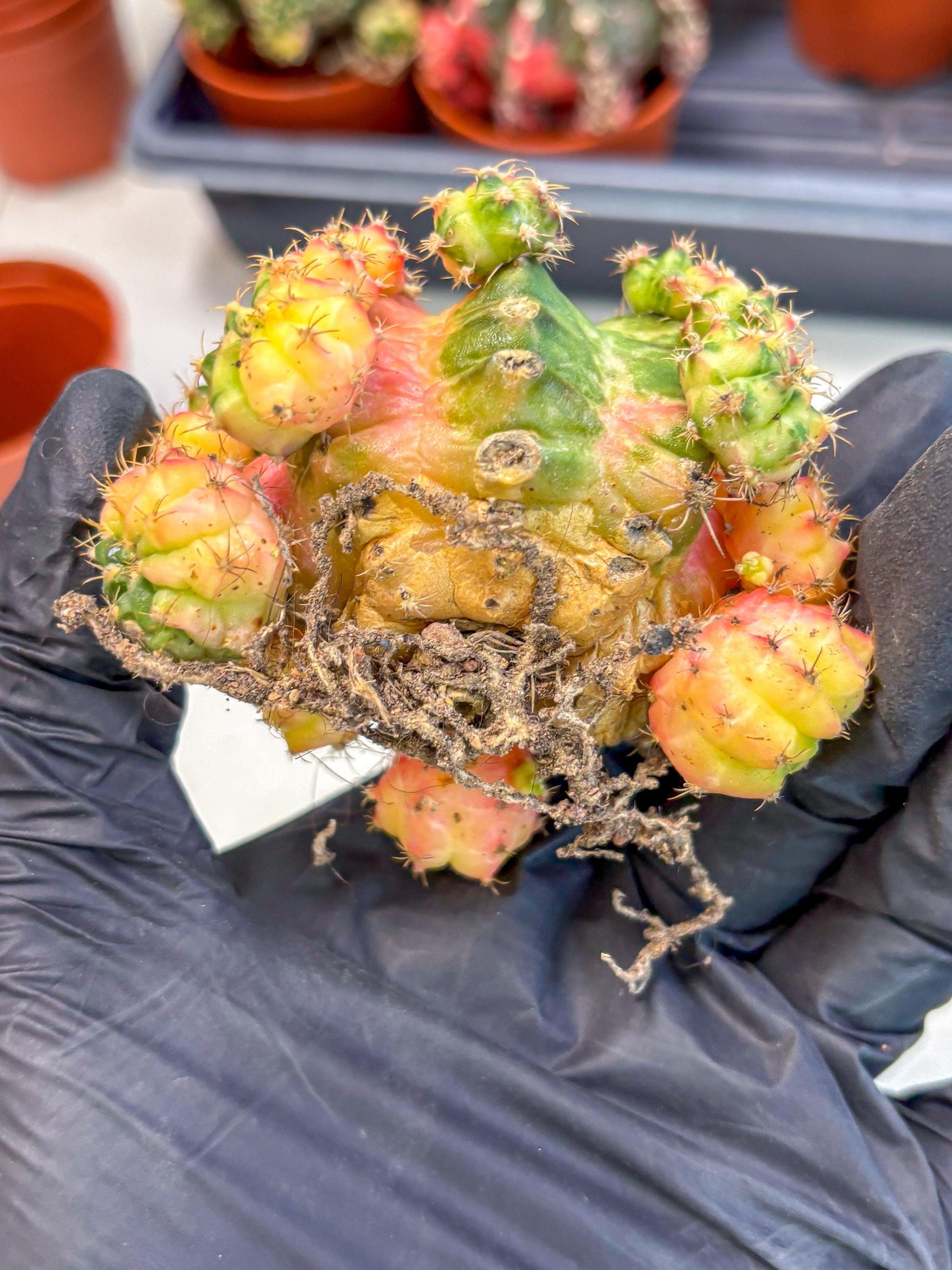 Gymnocalycium Mihanovichii (y) (o4) | De-Grafted Plant