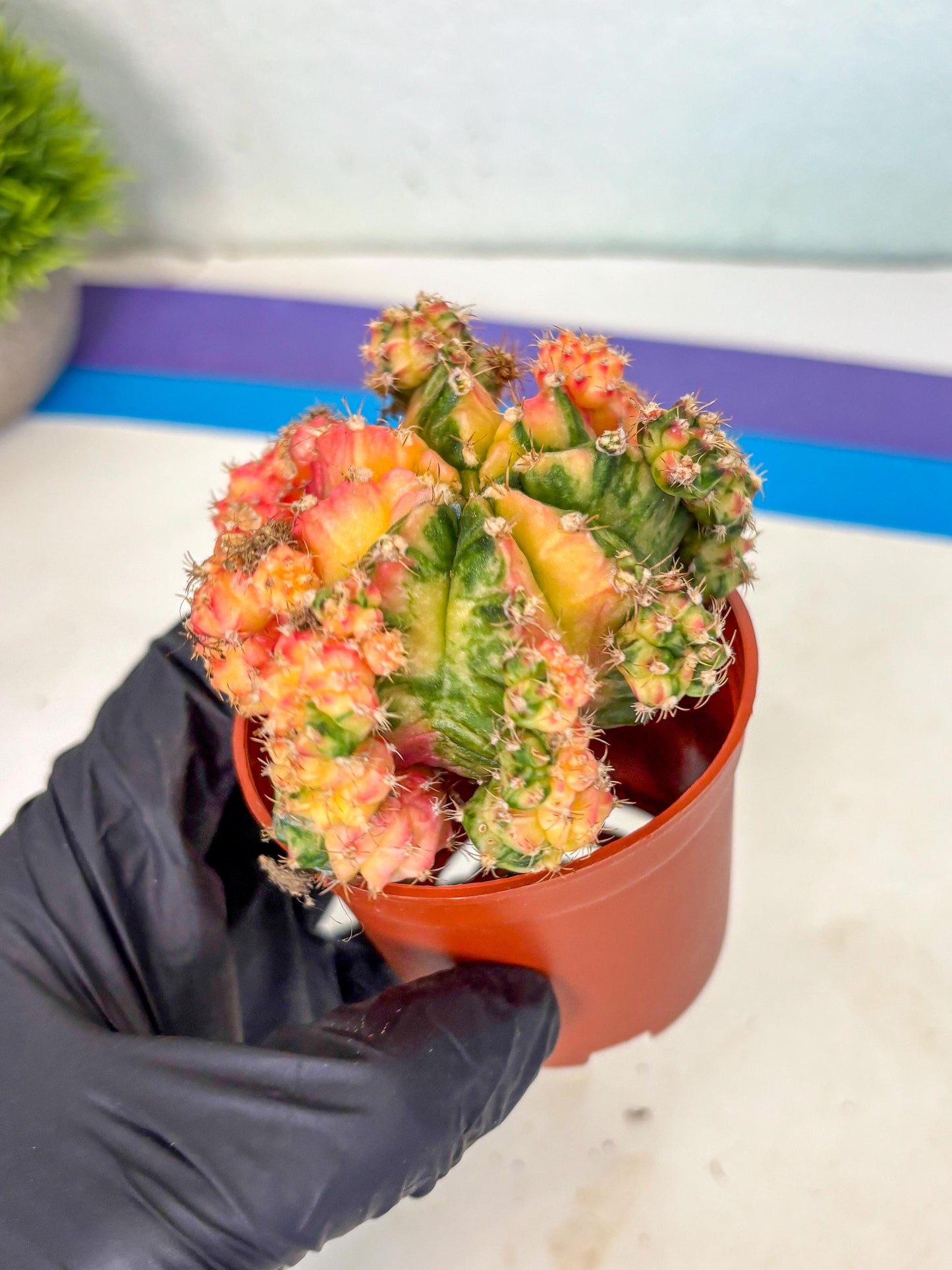 Gymnocalycium Mihanovichii (y) (o4) | De-Grafted Plant