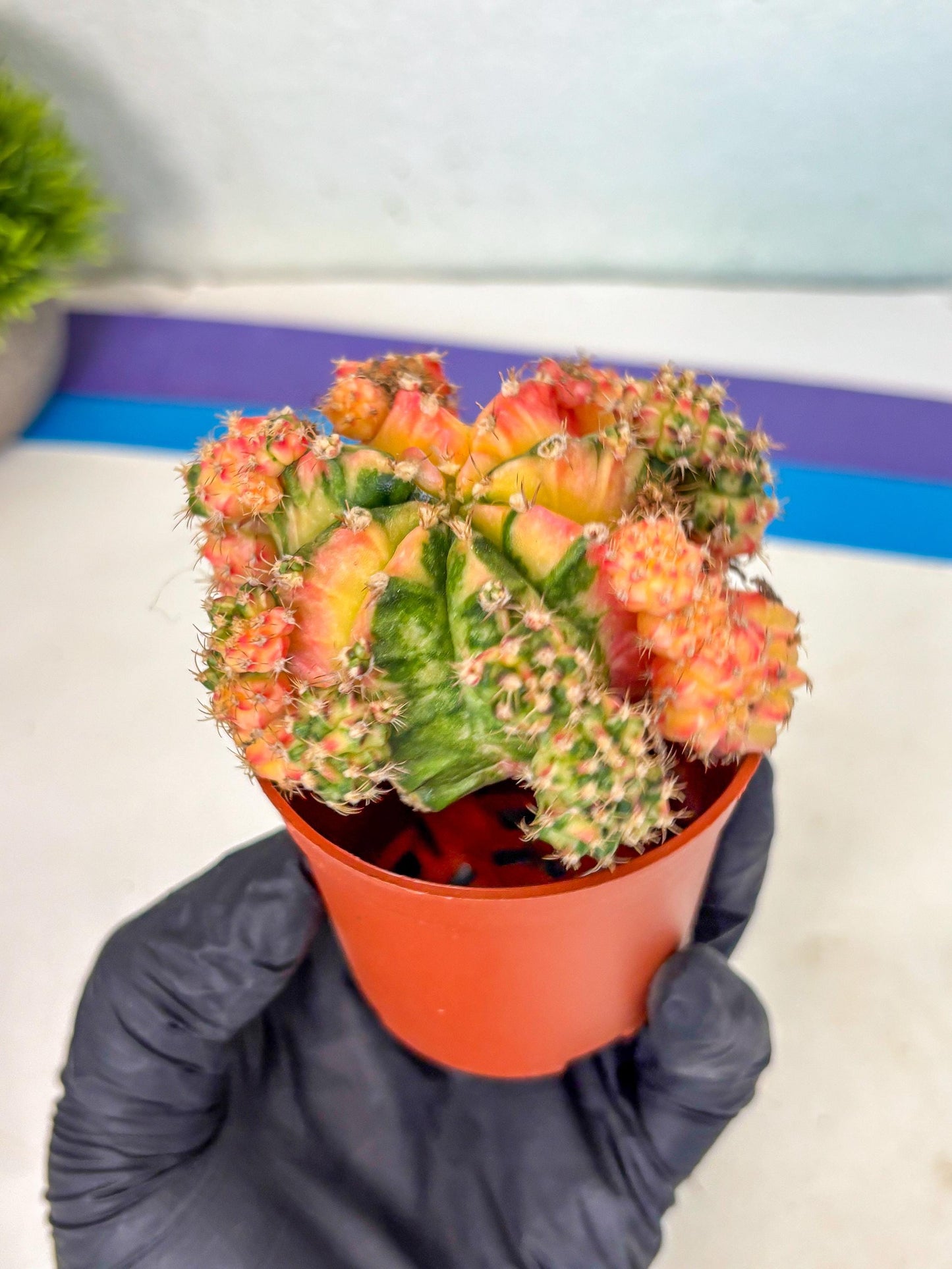 Gymnocalycium Mihanovichii (y) (o4) | De-Grafted Plant