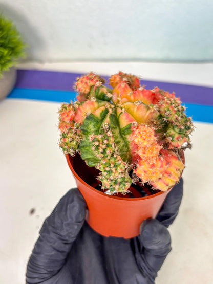 Gymnocalycium Mihanovichii (y) (o4) | De-Grafted Plant