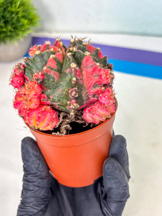 Gymnocalycium Mihanovichii (y) (5o) | De-Grafted Plant