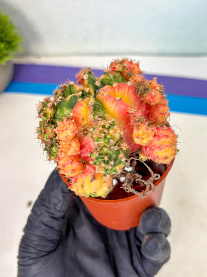 Gymnocalycium Mihanovichii (y) (o4) | De-Grafted Plant