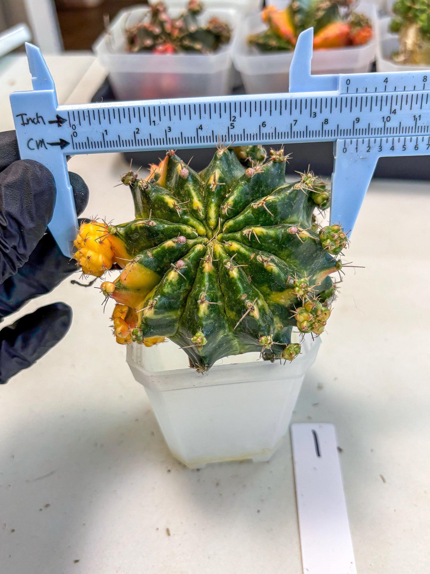 Gymnocalycium Mihanovichii (XL) (o1) | De-Grafted Plant