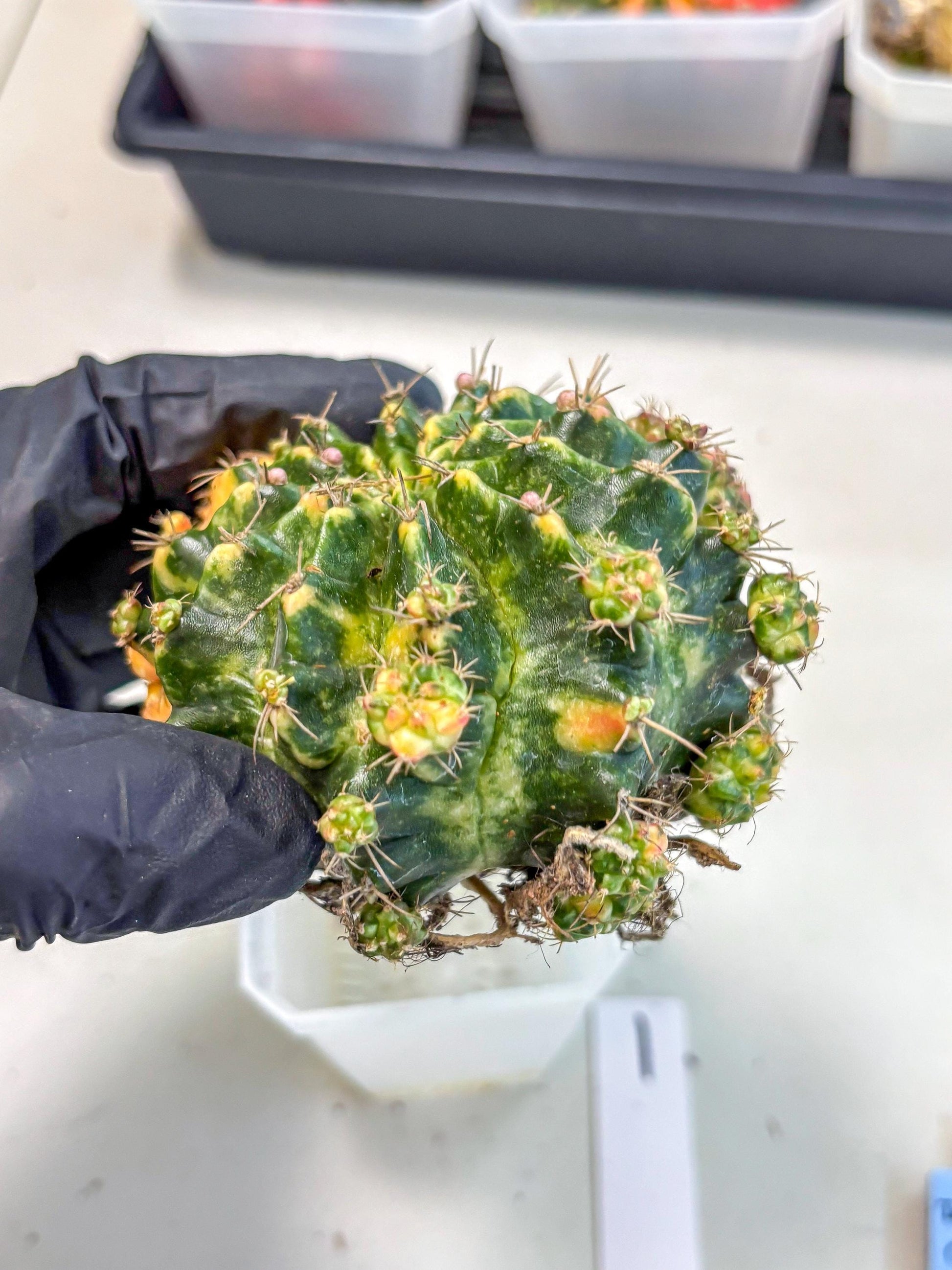 Gymnocalycium Mihanovichii (XL) (o1) | De-Grafted Plant