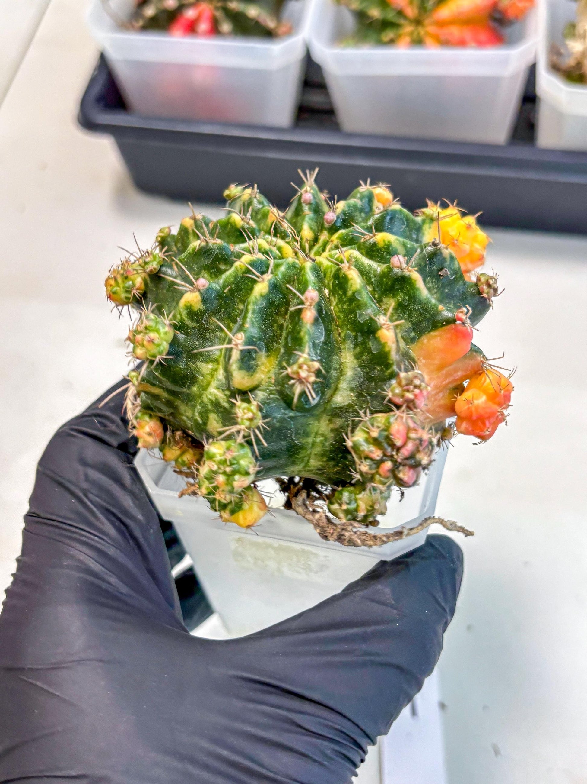 Gymnocalycium Mihanovichii (XL) (o1) | De-Grafted Plant