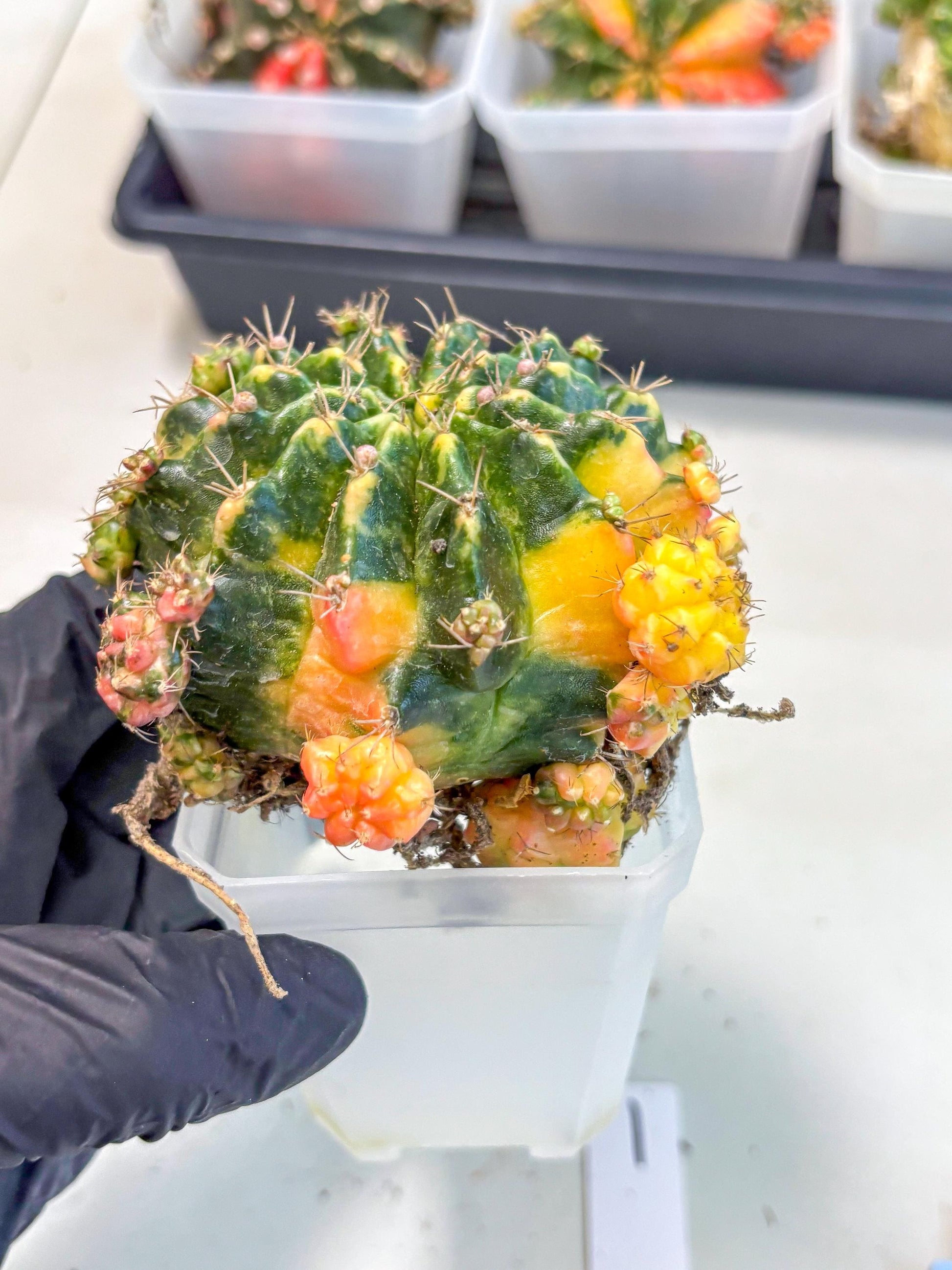 Gymnocalycium Mihanovichii (XL) (o1) | De-Grafted Plant