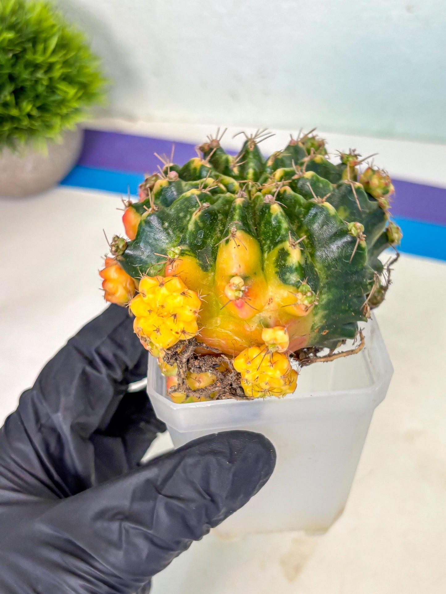 Gymnocalycium Mihanovichii (XL) (o1) | De-Grafted Plant