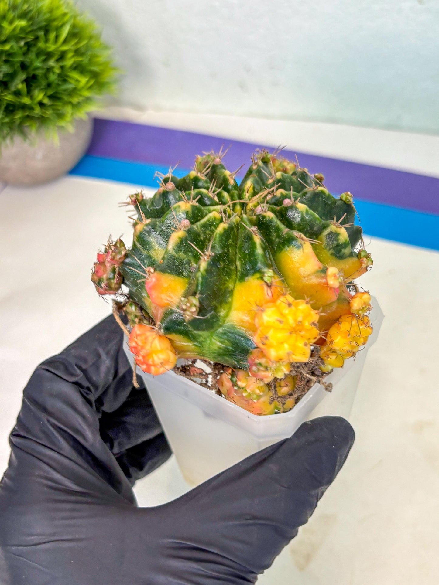 Gymnocalycium Mihanovichii (XL) (o1) | De-Grafted Plant