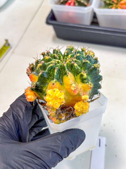 Gymnocalycium Mihanovichii (XL) (o1) | De-Grafted Plant