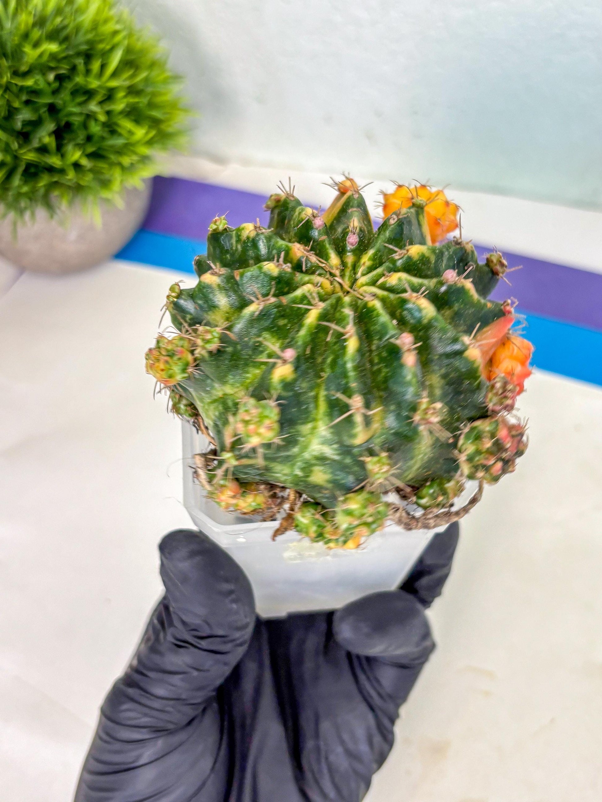 Gymnocalycium Mihanovichii (XL) (o1) | De-Grafted Plant