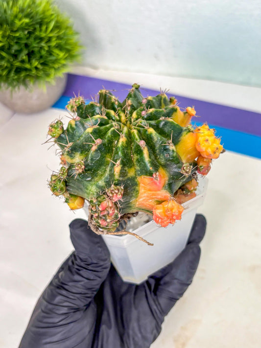 Gymnocalycium Mihanovichii (XL) (o1) | De-Grafted Plant