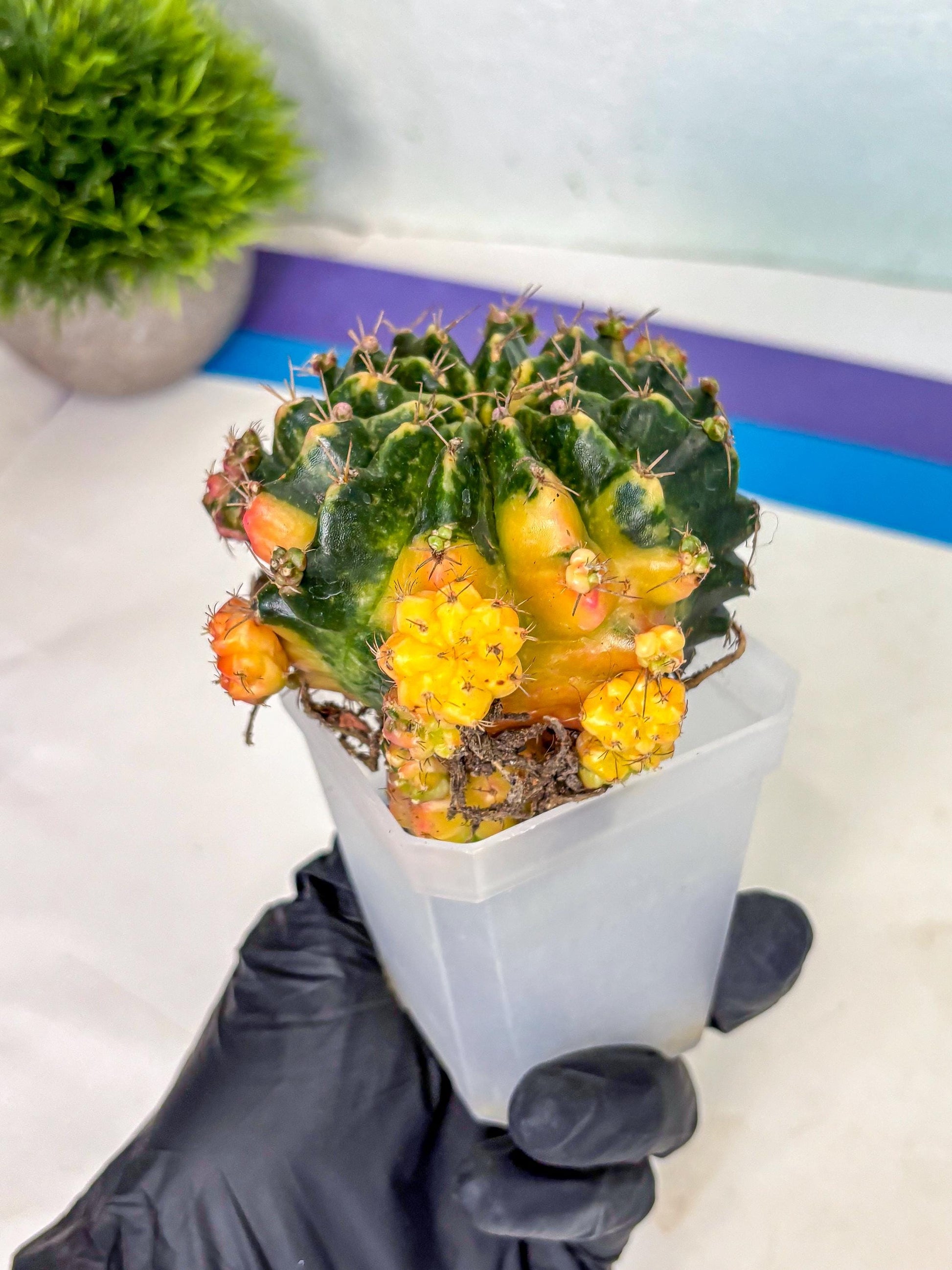 Gymnocalycium Mihanovichii (XL) (o1) | De-Grafted Plant