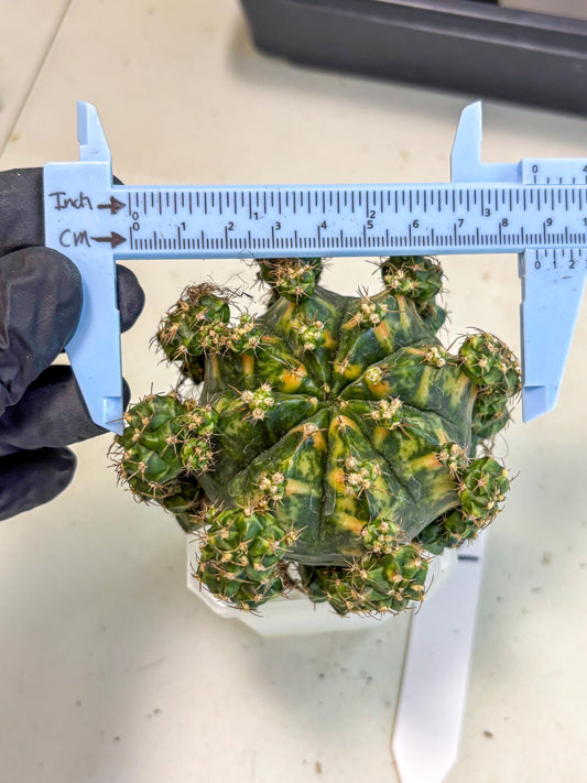 Gymnocalycium Mihanovichii (XL) (o2) | De-Grafted Plant
