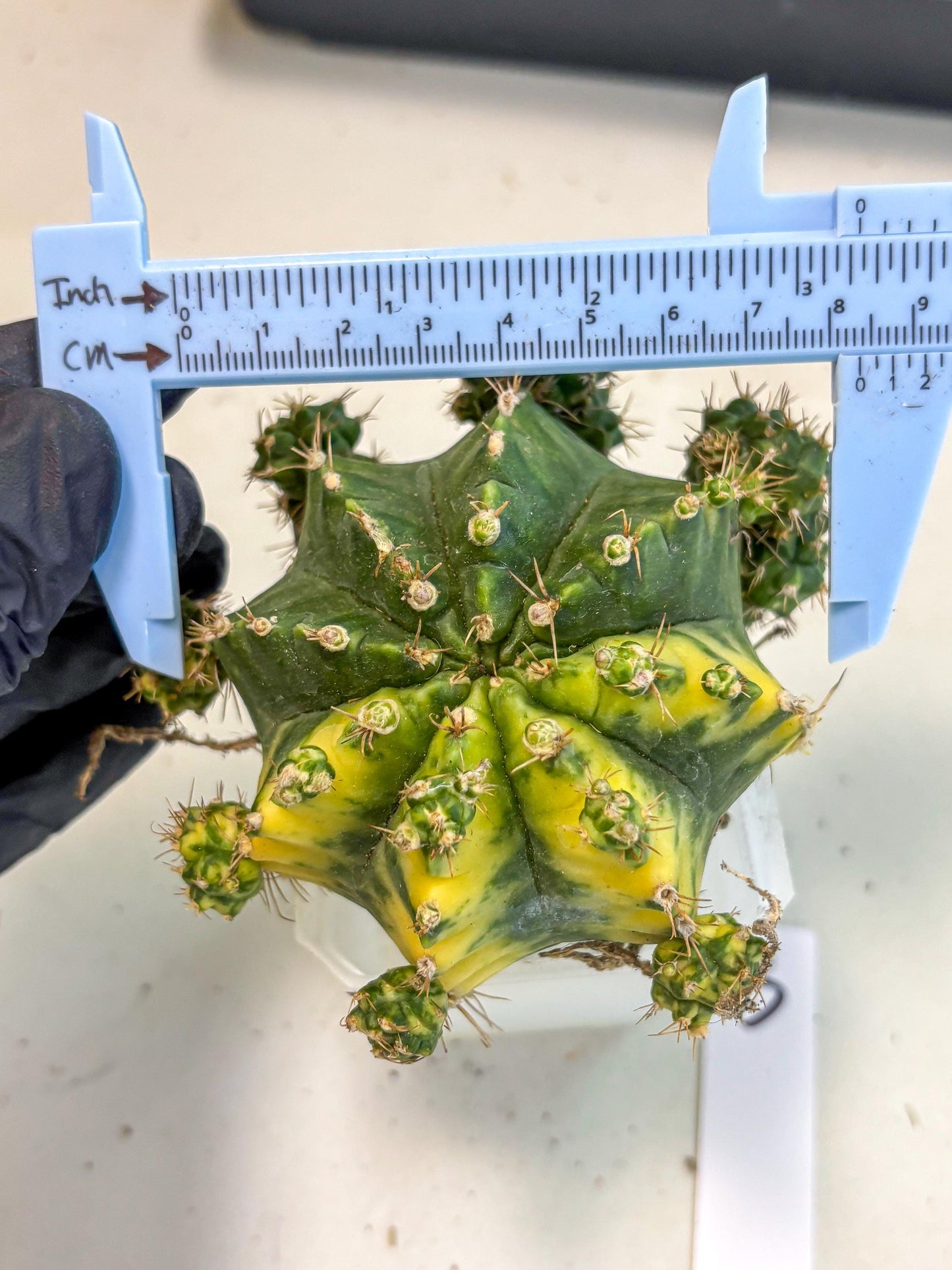 Gymnocalycium Mihanovichii (XL) (o3) | De-Grafted Plant