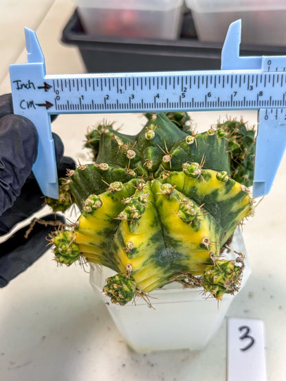 Gymnocalycium Mihanovichii (XL) (o3) | De-Grafted Plant