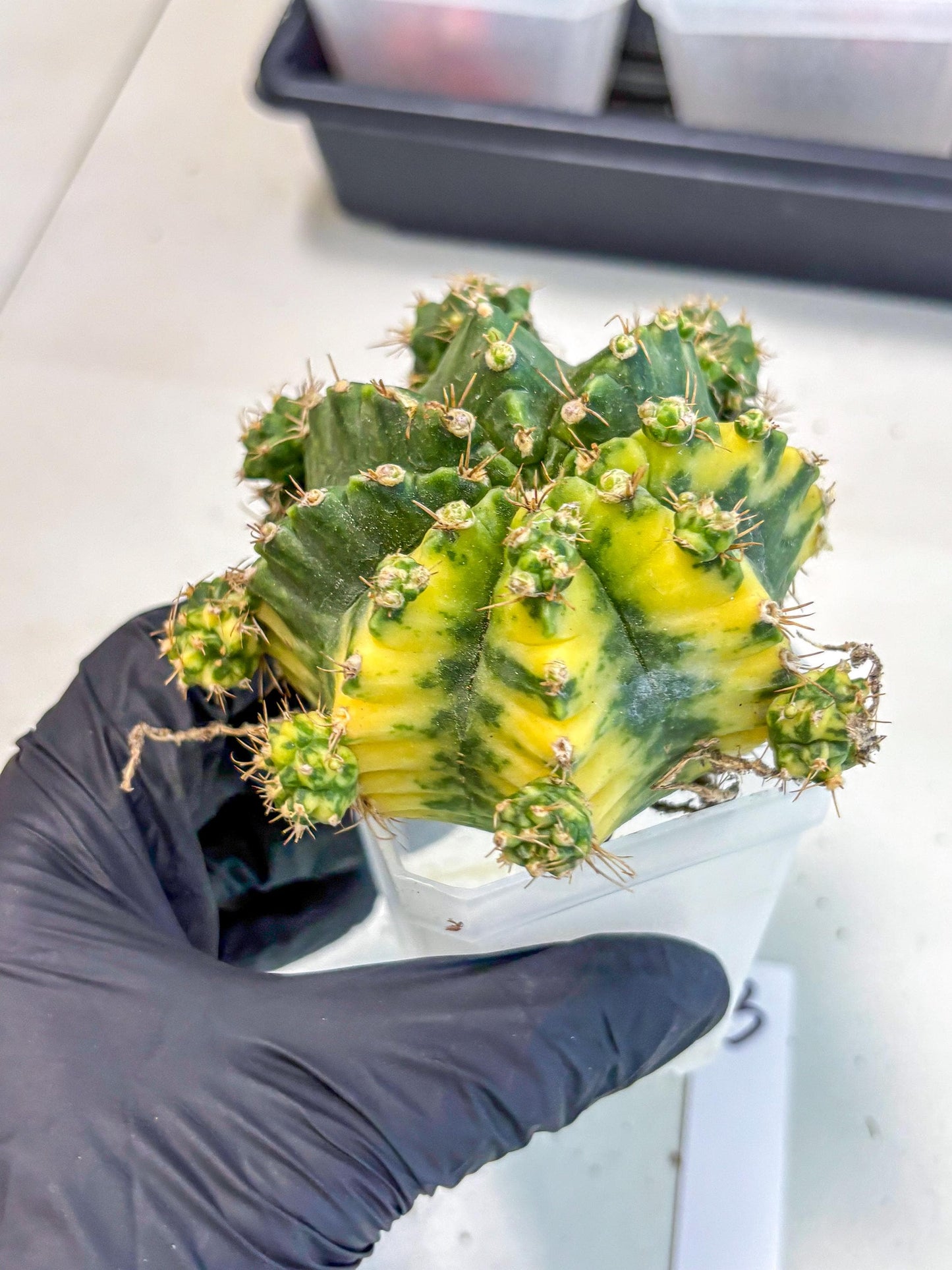 Gymnocalycium Mihanovichii (XL) (o3) | De-Grafted Plant