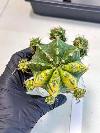 Gymnocalycium Mihanovichii (XL) (o3) | De-Grafted Plant