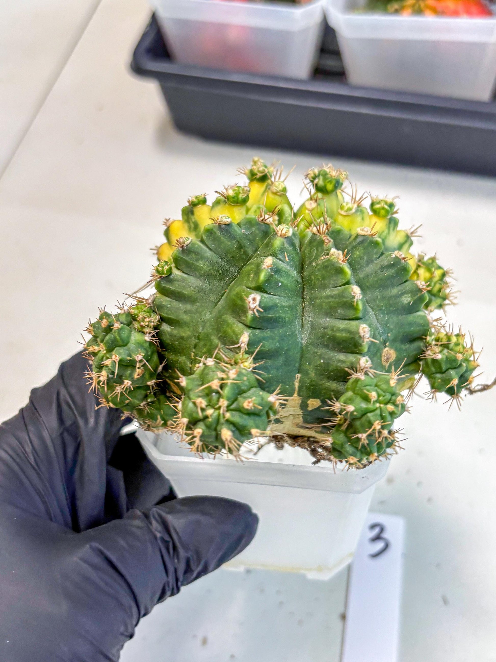 Gymnocalycium Mihanovichii (XL) (o3) | De-Grafted Plant