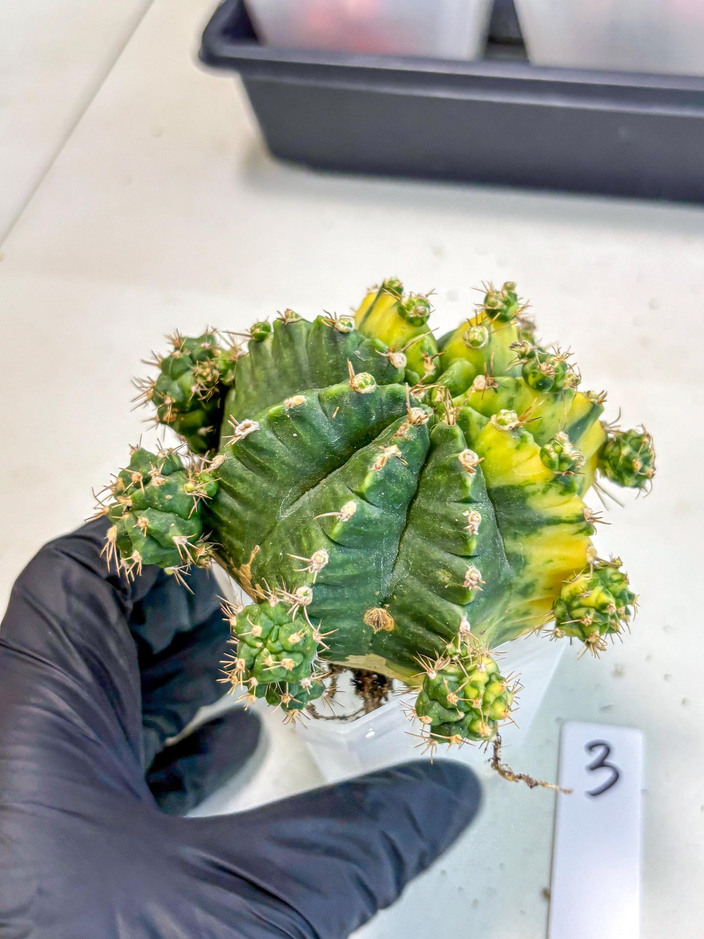 Gymnocalycium Mihanovichii (XL) (o3) | De-Grafted Plant