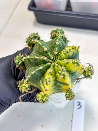 Gymnocalycium Mihanovichii (XL) (o3) | De-Grafted Plant