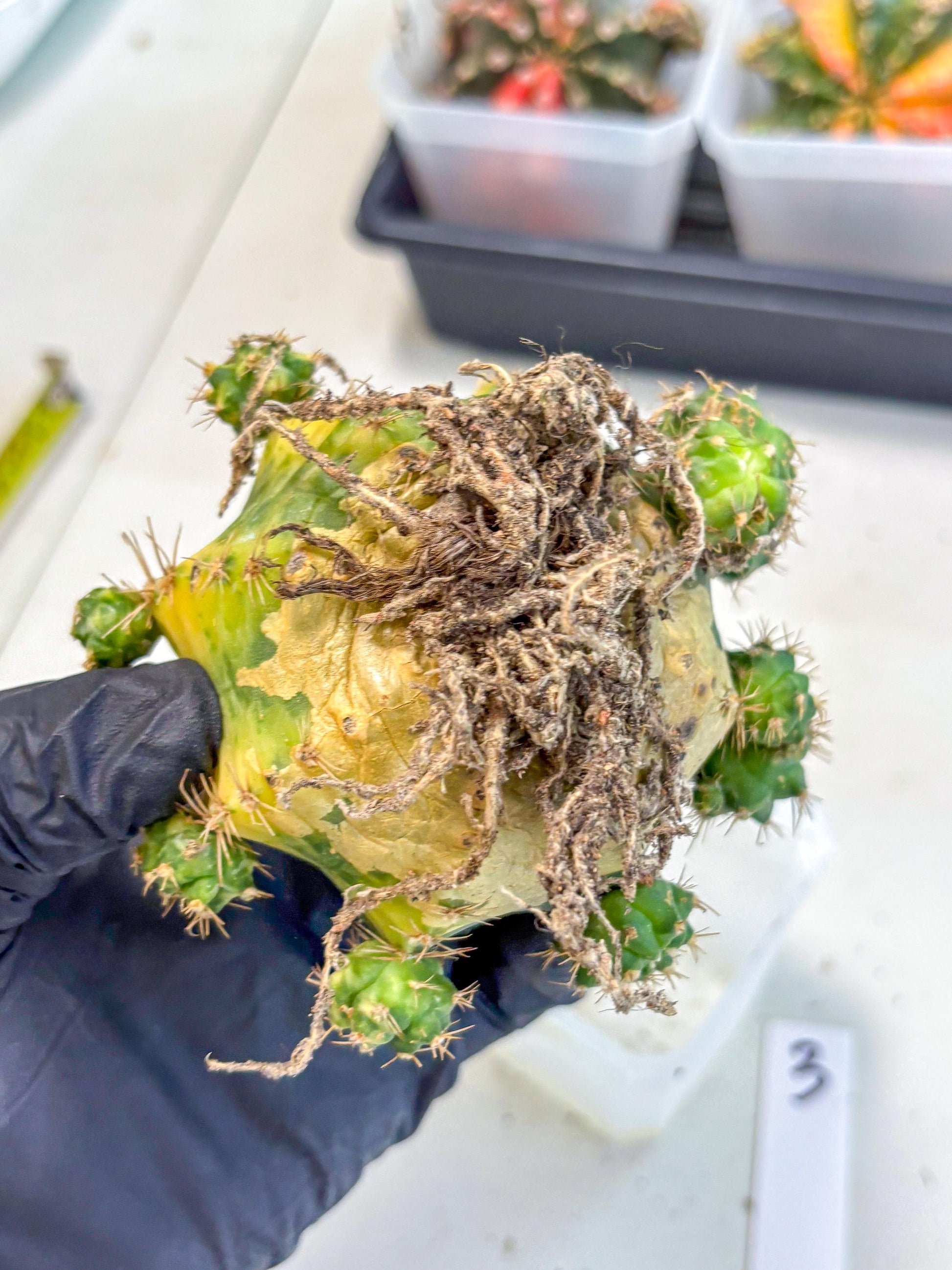 Gymnocalycium Mihanovichii (XL) (o3) | De-Grafted Plant