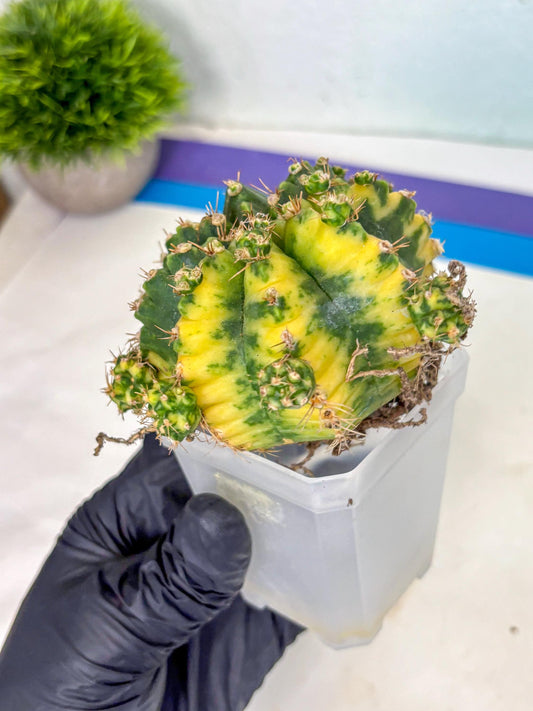 Gymnocalycium Mihanovichii (XL) (o3) | De-Grafted Plant