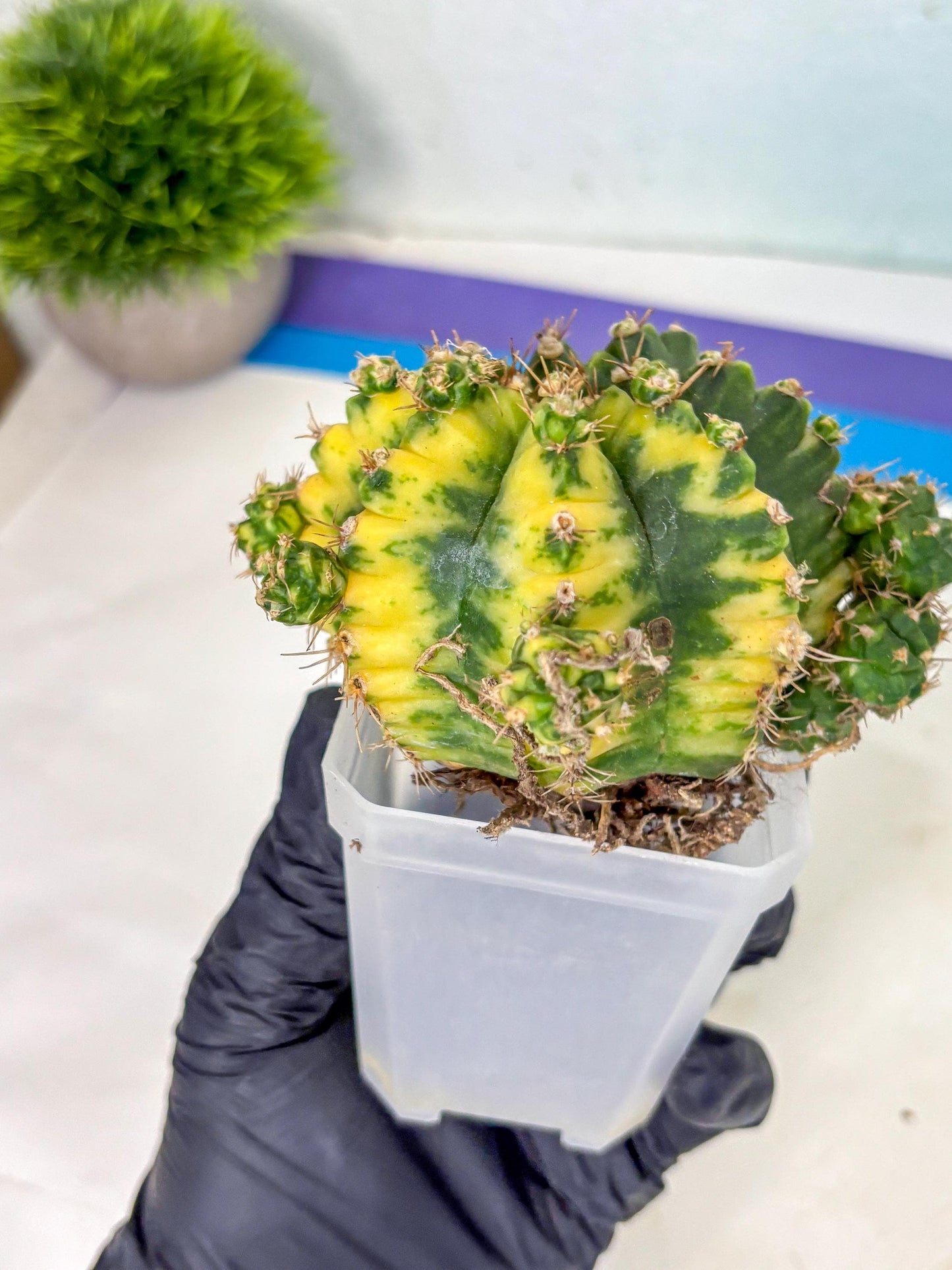 Gymnocalycium Mihanovichii (XL) (o3) | De-Grafted Plant