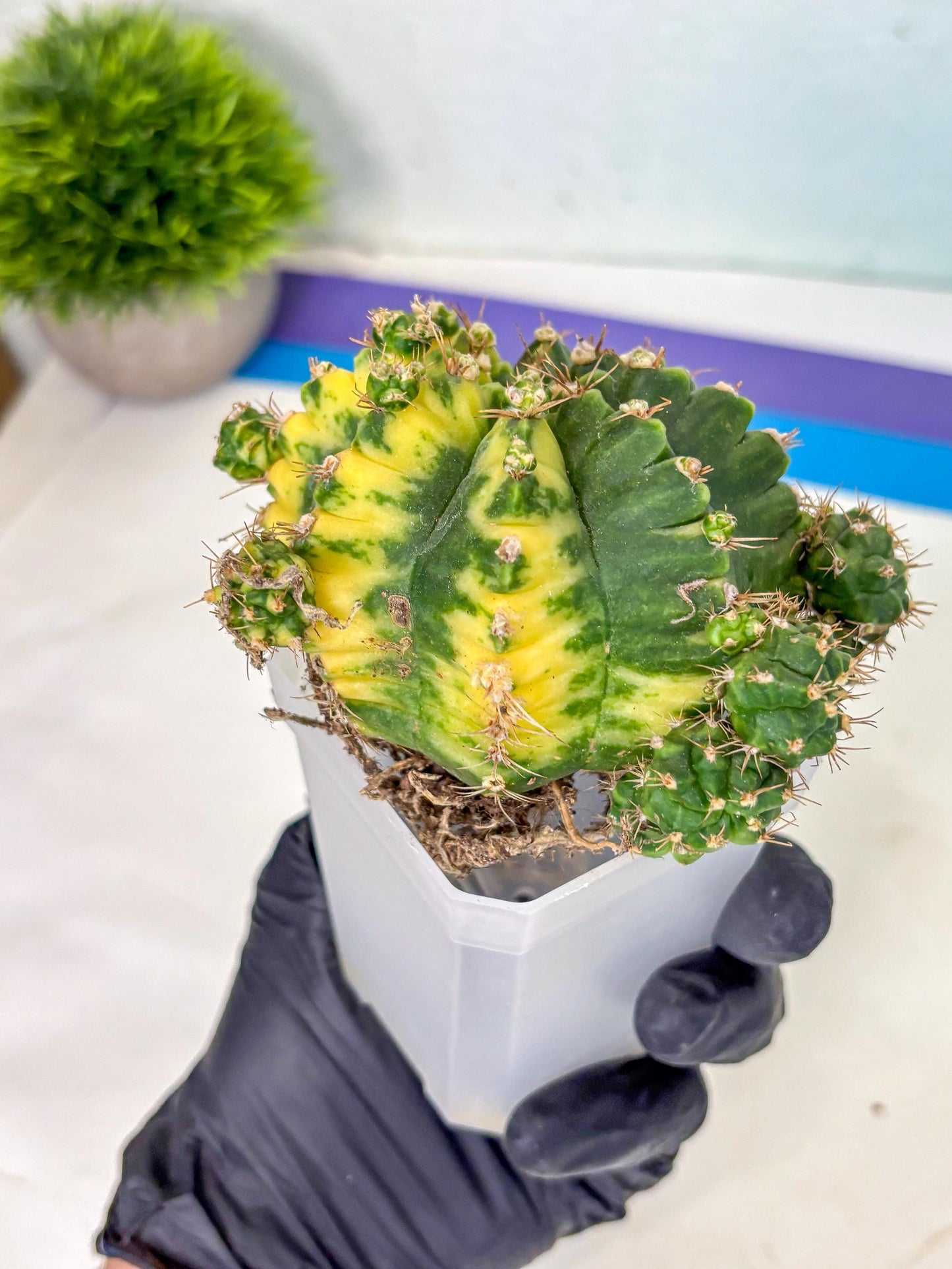 Gymnocalycium Mihanovichii (XL) (o3) | De-Grafted Plant