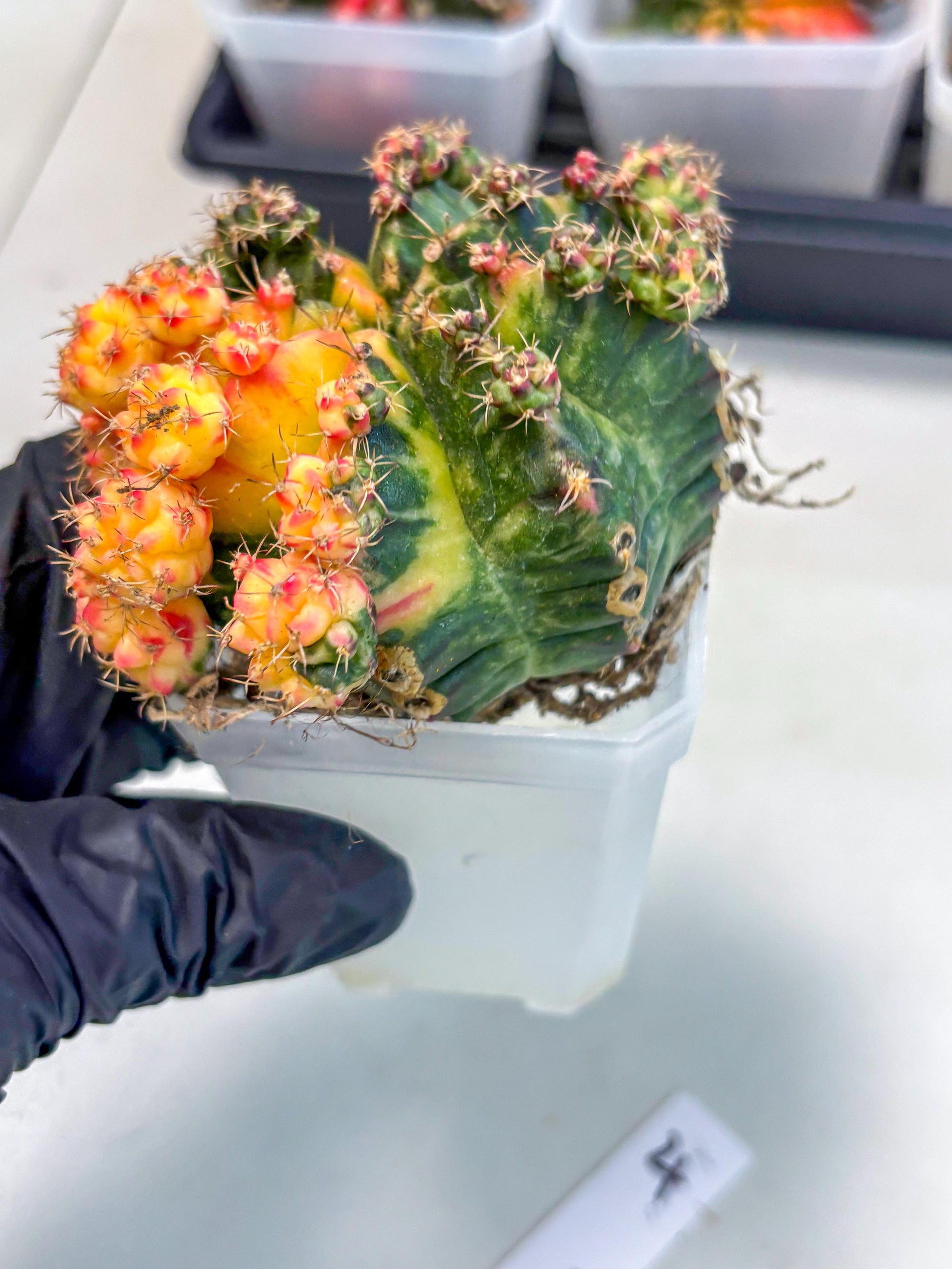 Gymnocalycium Mihanovichii (XL) (o4) | De-Grafted Plant