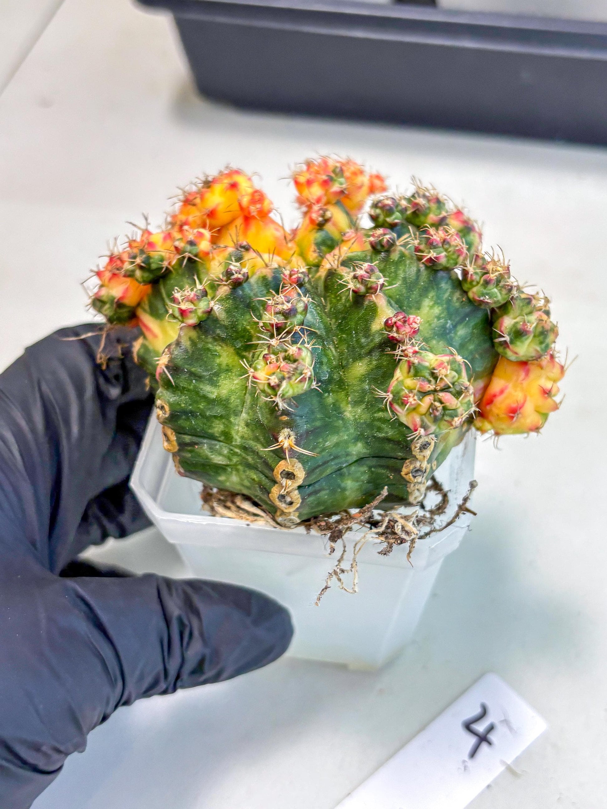 Gymnocalycium Mihanovichii (XL) (o4) | De-Grafted Plant