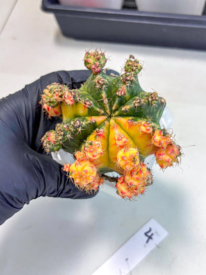 Gymnocalycium Mihanovichii (XL) (o4) | De-Grafted Plant